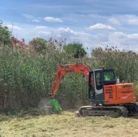 Eliminación de vegetación