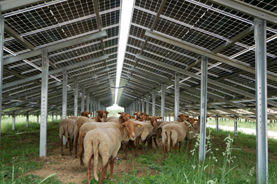 Beispiel einer Tierhaltung mit Photovoltaik in der Landwirtschaft